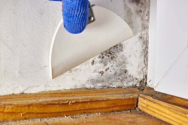  Eagle Grove, IA Mold Removal Pros